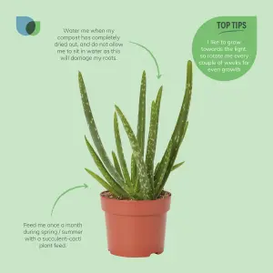 Verve Aloe vera in Terracotta Plastic Grow pot 12cm