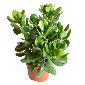 Crassula Ovata in a 12cm Pot Perfect for Home/Office Live Indoor Pot Plant Money Penny Tree Homes