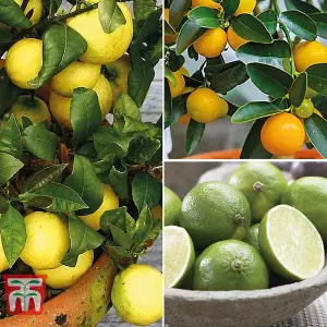 Citrus Fruit Collection - Lemon, Orange & Lime - 3 Potted Plants (9cm Pots)