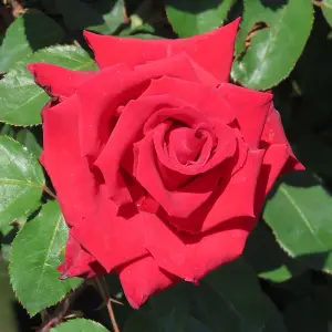 YouGarden Adam's Rose, Established Plant in 3-4L Pot, Ready to Plant Bush Rose for Pots, Beds, or Borders, Deep Red Hybrid Tea Flo