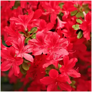 Azalea Addy Wery in a 9cm pot,  Vibrant Orange Red Blooms