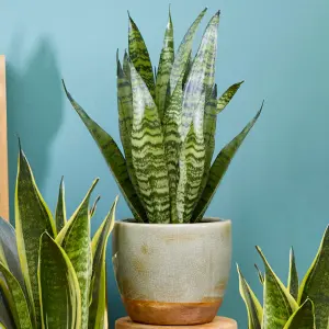 Sansevieria Black Coral Houseplant - Indoor Snake Plant with Stunning Foliage, Easy to Care For (30-40cm Height Including Pot)