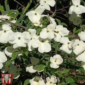 Cornus Eddies White Wonder 1.5 Litre Potted Plant x 1