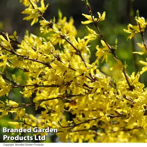 Forsythia Intermedia 1 BR 60/90