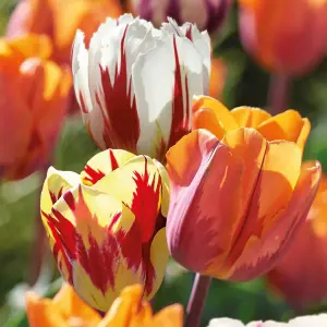 Tall Rembrandt Tulip Mixed 20 Flower bulbs