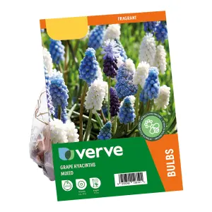 Grape Hyacinths Mixed 50 Flower bulbs