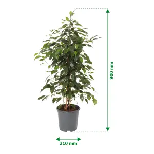 Verve Weeping fig in Black Plastic Grow pot 21cm