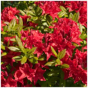 Azalea Japonica 'Vuyk's Scarlet' / Rhododendron in 9cm Pot 3FATPIGS