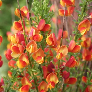 Cytisus Fulgens, Common Broom Plant for UK Gardens (15-25cm Height Including Pot)