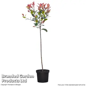 Hardy Shrub - Photinia Red Robin Standard Tree -3 Litre Potted Plant x 4 - Ready to Plant in Pots, Containers and Gardens