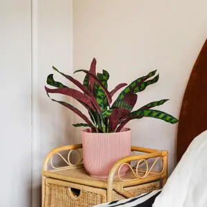 Blooming Artificial - 50cm / 1.75ft Artificial Rattlesnake Calathea