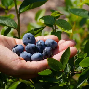 Blueberry Bush 'Chandler' Plant in 1.5L Pot - Heavy Cropping Vaccinium - Tasty Fruit