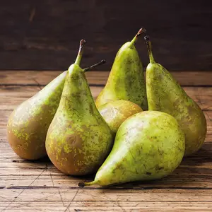 Grow Your Own - Pear Conference  1 Bare Root Tree - (Height 1.2m)