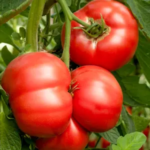 Tomato Crimson Blush Blight Resistant F1 1 Seed Packet