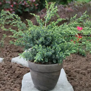 Juniperus Blue Alps Garden Plant - Blue-Green Foliage, Compact Size (20-30cm Height Including Pot)