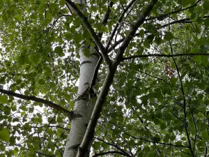 Direct Plants 3x Betula Pendula Silver Birch Tree Pack of 3 Trees 3-4ft Tall Supplied in 2/3 Litre Pots