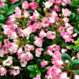 Escallonia Peach Blossom Garden Shrub - Pink Flowers, Compact Size, Attracts Pollinators (10-30cm Height Including Pot)