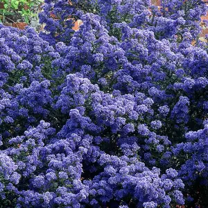 Ceanothus Puget Blue - Outdoor Flowering Shrub, Ideal for UK Gardens, Compact Size (15-30cm Height Including Pot)