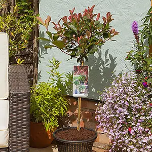 YouGarden Photinia 'Little Red Robin' Standard Trees in 3L Pots 70-80cm Tall Supplied as a Pair of Photinia Standard Trees in Pots