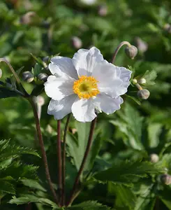 Anemone hybrid Ruffled swan - 1.5Lpot