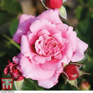 Rose (Rosa) (Hybrid Tea) Home Florist Timeless Collection 4 Bare Roots