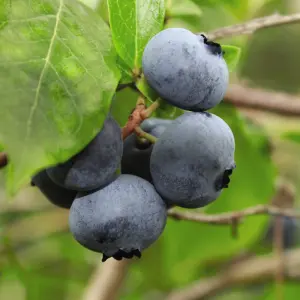 Blueberry (Vaccinium) Brigitta 9cm Potted Plant x 1