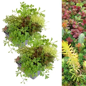 12 x Sedum Stonecrop Plant Mix in 9cm Pots - Mixed Varieties - Evergreen Outdoor Succulents - UK Hardy - Rockery Plants