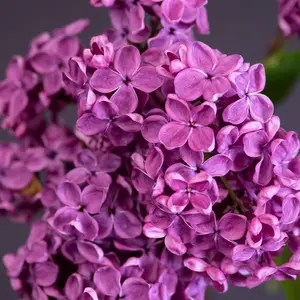 Syringa Andenken an Ludwig Spath Tree - Scented Lilac-Purple Flowers, Heart-Shaped Foliage (5-6ft)