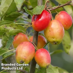 Grow Your Own Fruit  Malus (Crab Apple) John Downie 12 Litre Pot x 1