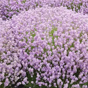 1 x Lavender 'BeeZee Pink' in 9cm Pot - Summer Colour for Scented Gardens