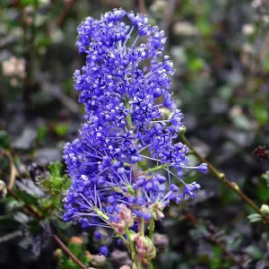 Ceanothus Blue Sapphire - Blue Flowers, Evergreen, California Lilac, Hardy (20-30cm Height Including Pot)