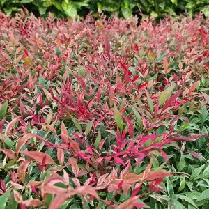 3 x Nandina Firepower Domestica in 9cm Pots - Heavenly Bamboo - Evergreen Shrubs