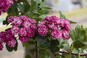 Midland Hawthorn 'Paul's Scarlet' /  Crataegus Laevigata Rosea 4-5ft In 3L Pot 3FATPIGS