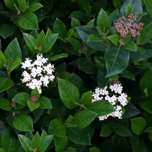 Viburnum French White Plant - Fragrant Blooms, Compact Size, Cold-Hardy (20-30cm Height Including Pot)