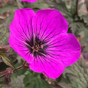 Geranium Dark Eyes - Hot Pink and Black Flowers, Hardy Plant, Moderate Height (30-40cm Height Including Pot)