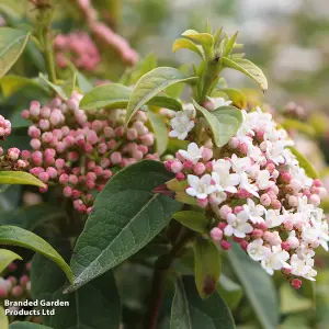 Hardy Shrub - Viburnum Tinus - 3.6 Litre Potted Plant x 1