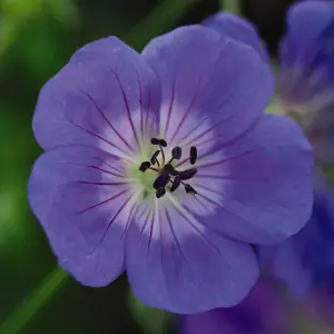 Geranium Rozanne 6 Bare Root Plants