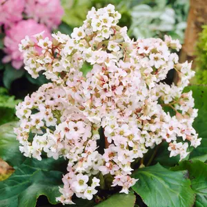 Bergenia Bressingham White - Evergreen Perennial, Pure White Blooms, Moderate Height (30-40cm Height Including Pot)