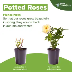 YouGarden Simon's Rose, Established Plant in 3-4L Pot, Ready to Plant Floribunda Bush Rose with Pearl Pink Flowers, for Summer to