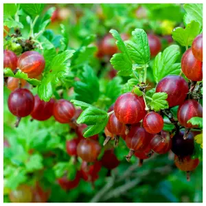 3 Red Gooseberry Plants/Uva Crispa 'Hinnonmakii Red' 3-5 Branches,Ready to Fruit 3FATPIGS