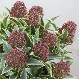 Skimmia Magic Marlot Garden Plant - Evergreen Foliage, Compact Size (30-40cm Height Including Pot)