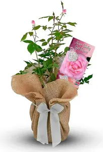 New Baby Girl Rose Bush Gift Wrapped - Newborn Plant Gift for the Garden