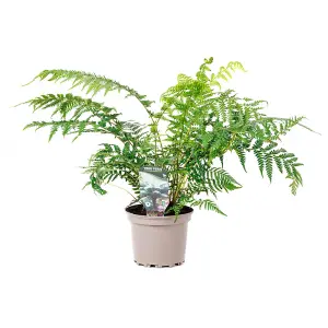 Tree Fern Dicksonia antarctica in a 17cm Pot - Garden Ready Potted Tree Ferns for Gardens and Homes - Exotic Plants for UK Gardens