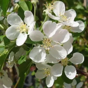 Malus Red Sentinel Tree - Crab Apple Tree, White Flowers, Tasty Fruit, Low Maintenance (5-6ft)