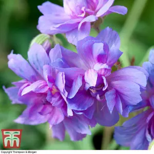 Geranium Double Plenum Caeruleum (Hardy) 3 Bare Roots