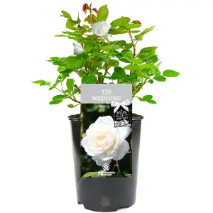 Tin Wedding 10th Anniversary White Rose - Outdoor Plant, Ideal for Gardens, Compact Size