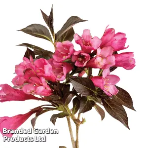 Weigela Arabian Nights 9cm Potted Plant x 1 (Peat Free)