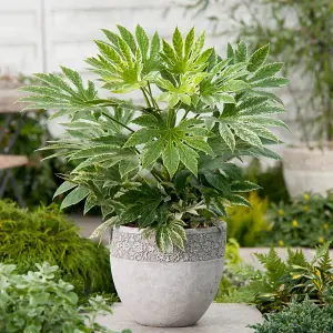 2 x Fatsia Japonica 'Spiders Web' in a 9cm Pots - Castor Oil Plant - Evergreen