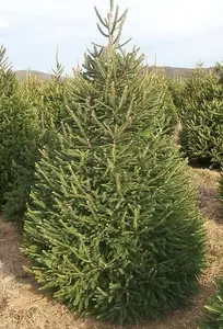 Picea Abies The Norway Spruce Christmas Tree 2.5-3ft Tall in a 3/5 Litre Pot