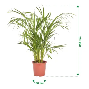 Verve Butterfly palm in Terracotta Plastic Grow pot 19cm